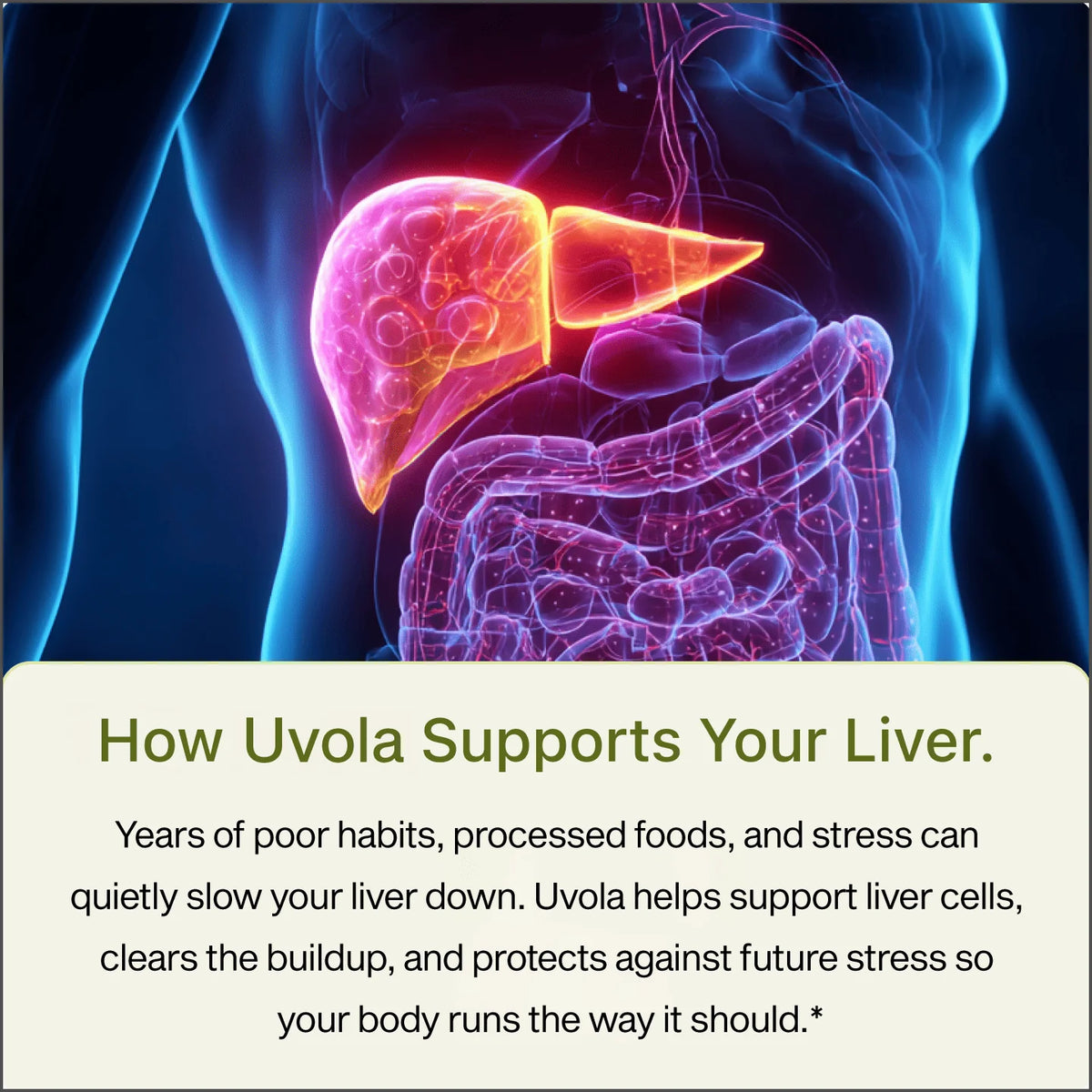Uvora - Milk Thistle Support